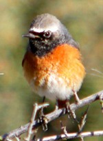 male Common Redstart  - Phoenicurus phoenicurus © John Muddeman
